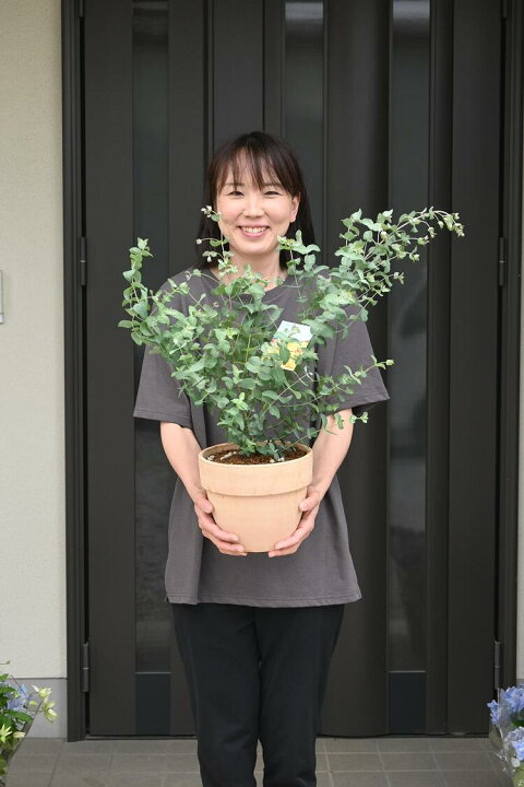 楽天市場 鉢植え ギフトに最適 ユーカリグニー 観葉植物の贈り物鉢植えユーカリ 園芸百貨店何でも揃うこぼんさい