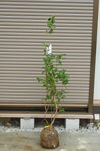 ��c�u���[�x���[�c�@����u���[�x���[�`�����h���[�c�@����120�Z���`�O��̑傫���c�ł�