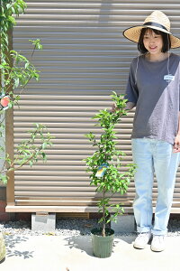 柚子 苗の人気商品 通販 価格比較 価格 Com