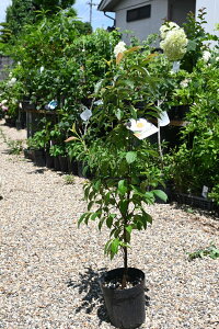 VmLc@sNV̖؁@6@ĒփsN̎@Vc؃sNVmL[sNĒ] 閾O