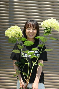 アジサイ 白 農業資材 ガーデニング用品の人気商品 通販 価格比較 価格 Com