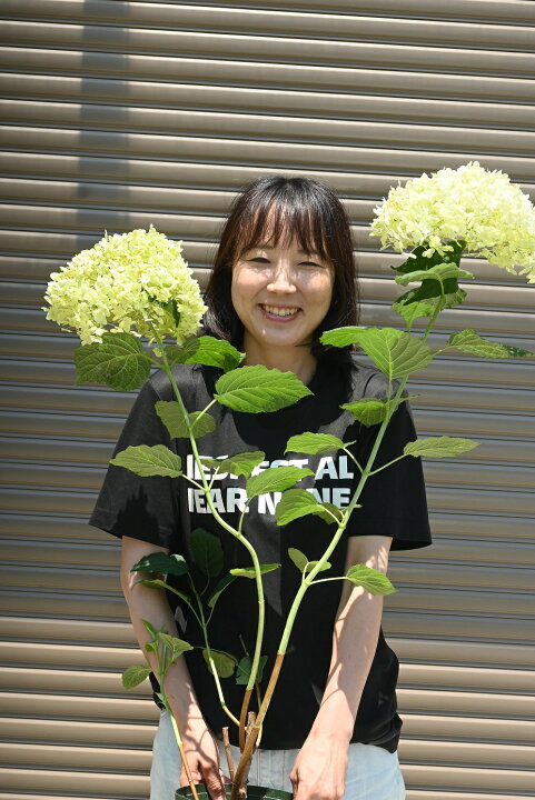 楽天市場 ６月開花のアナベ22年6月開花アナベルアジサイアジサイ中苗白い球状に咲く アナベル咲始はグリーンから白に咲く アナベル7月以降のお届け時剪定後の状態でお届けとなります 園芸百貨店何でも揃うこぼんさい