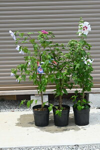 2026N6蔭ԉmF̃NQ2025N7JԂ̃NQcہ@3{ZbgԖؕc At_Cgہ@bhn[gcNQ@u[o[hەcނc