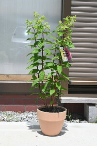 mEcMc2024N7BeĂ܂Ћ؃mEcMp]AĂ