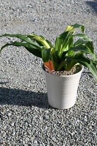 2025N蕨ɂ߂łNAiƁjD@sVE߂łAƂĒmAVzEJXÊjƂĖNIg߂ł