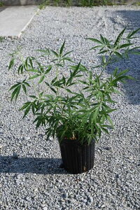 西洋ニンジンボク苗 青 セイヨウニンジンボク6号サイズ 高さ30センチ2024年8月初め開花