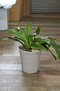 }\ԒyV|Cg2{2025N͉NA@ΖNAƖNiƁjsVE߂łAƂĒmAVzEJXÊjƂĖNI