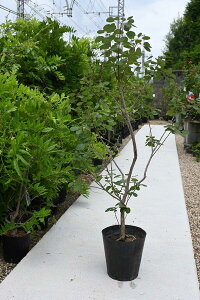 X[Nc[c@O[XX[Nc[c傫7TCY