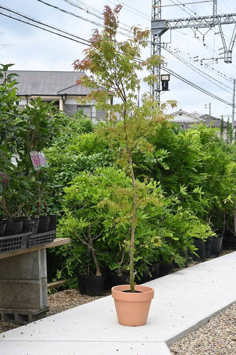 楽天市場】自宅に一鉢紅葉といえばイロハモミジ苗もみじ 山もみじ 