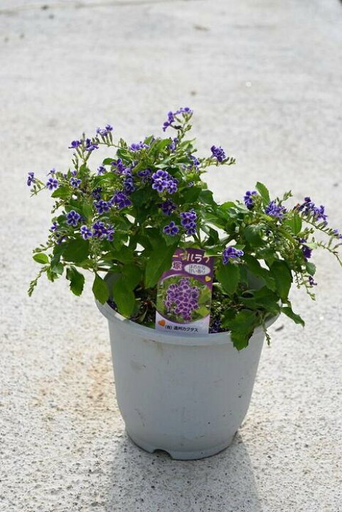 楽天市場 デュランタ宝塚 鉢植えデュランタ２０２２年８月撮影 園芸百貨店何でも揃うこぼんさい
