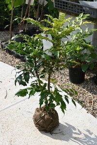 qCMieAV@Qcł͂@50Z`O@N̗ǂ