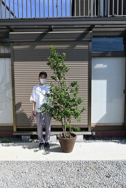 2022年8月28日撮影ソヨゴ植木鉢植え　大苗　150センチ前後シンボルツリー 常緑樹　　ソヨゴ株たち