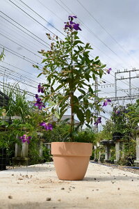 2025N8ԉmF̃m{^@R[g_W[C^AeRb^ɓĂ̂͂v[gɂsb^ł