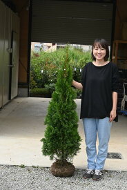 クリスマスツリーにエメラルド コニファー エメラルドグリーン スマラグ　新入荷　2025年　高さ110センチから130センチ前後