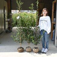 2025年開花さざんか生垣用にも鉢植え用にさざんか大きい苗木高さ130～150センチ前後【庭木】 【山茶花】…