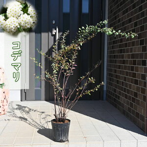 2025NJԗ\Rf} c { e}oi XYJPdł܂