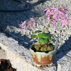 10月より発送　鉢植大文字草　大文字草ダイモンジ草