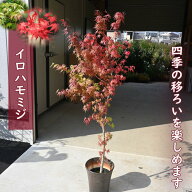 お誕生日の贈り物に　おすすめもみじ鉢植えイロハモミジ 鉢植え イロハカエデ 紅葉 コハモミジ 今の時期…