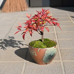 2025N͉N̗ǂ͂ȂĂ񔫐A~j~͉NV~́@VA@iiVA