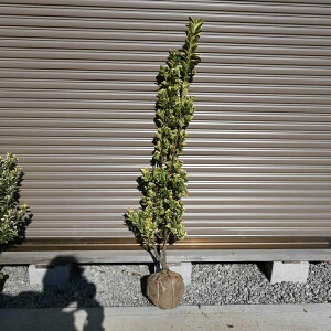 ؕc@܂c@L}TLc@}TLc؁@_cɂߕc@100Z`O