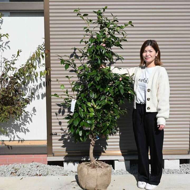 楽天市場】立派な椿高さ150センチ前後西王母椿大苗大苗椿庭木西王母椿 