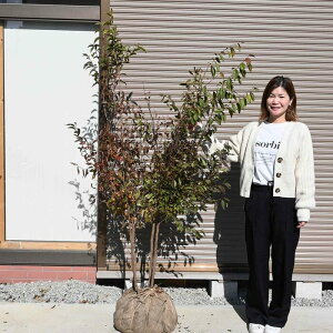 V2022N11BeĂ܂V̖ c@ԑcQTCYĒփiccoL