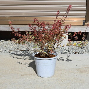 �A�x���A �R���t�F�b�e�B �R���t�F�e�B�c�@���_�ɂ��������ߕc