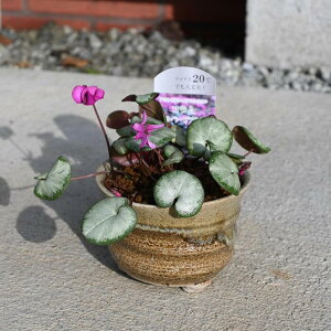 2025N2JԃVNREԉԁ@Vo[[t@A VN@킢TCỸ~jVN