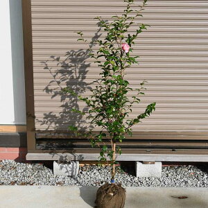 2025N1`2JԃTUJc@ y؁z yAQnRԕczTUJc͒TUJ@ɔgF̂ڂ@d炫