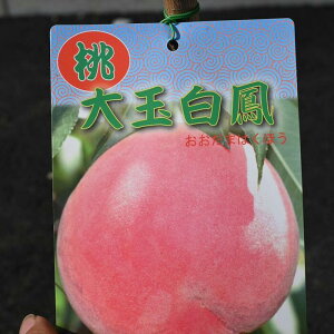 ʔP̖ ʎc yʎQcz@ʎc2NږؕcʔFʎc