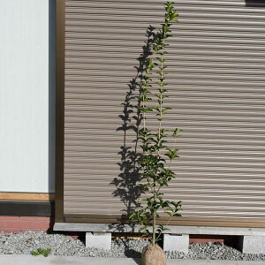 qCMNZC c Ǔ qCM A QcA؍