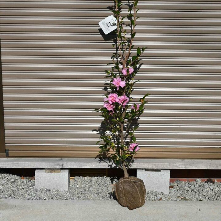 楽天市場】2025年開花の高さ100センチ前後さざんか苗【庭木】 【山茶花 