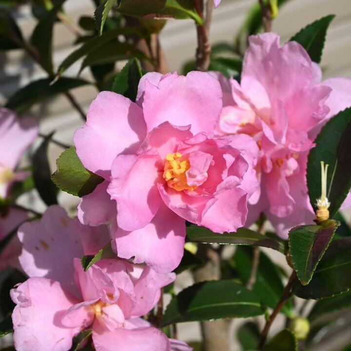 楽天市場】高さ120センチ前後さざんか苗【庭木】 【山茶花】サザンカ苗 