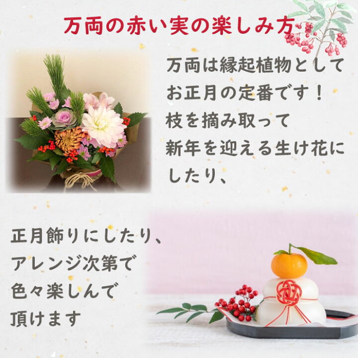 縁起物.万両の小苗10株 名高い オマケ2株！