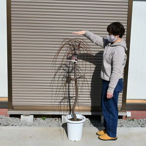 庭木 桜 盆栽 植木の人気商品 通販 価格比較 価格 Com