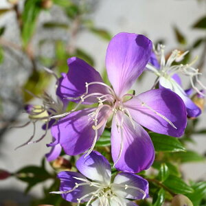 2025N10甭\񏤕i11Jԉԉt m{^gGWF ԐFsNɕω쉲Oł߂炵m{^ʖTVNm{^OF쉲O@쉲O