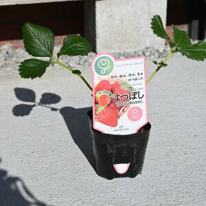 l䕕cc ڂ C`S 䕁@c{Vv^[͔|̂c@In͔|̂c2025Nn