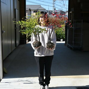 幸あれセットおすすめ南天苗木セット 赤・白南天 セット 赤実 白実 南天 ナンテン 寝巻苗 縁起が良い南天紅白セット苗厄祓い樹の南天