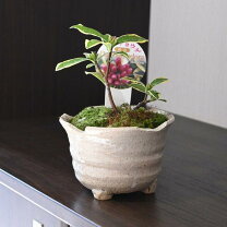 楽天市場】沈丁花 鉢植え（花・観葉植物｜花・ガーデン・DIY）の通販
