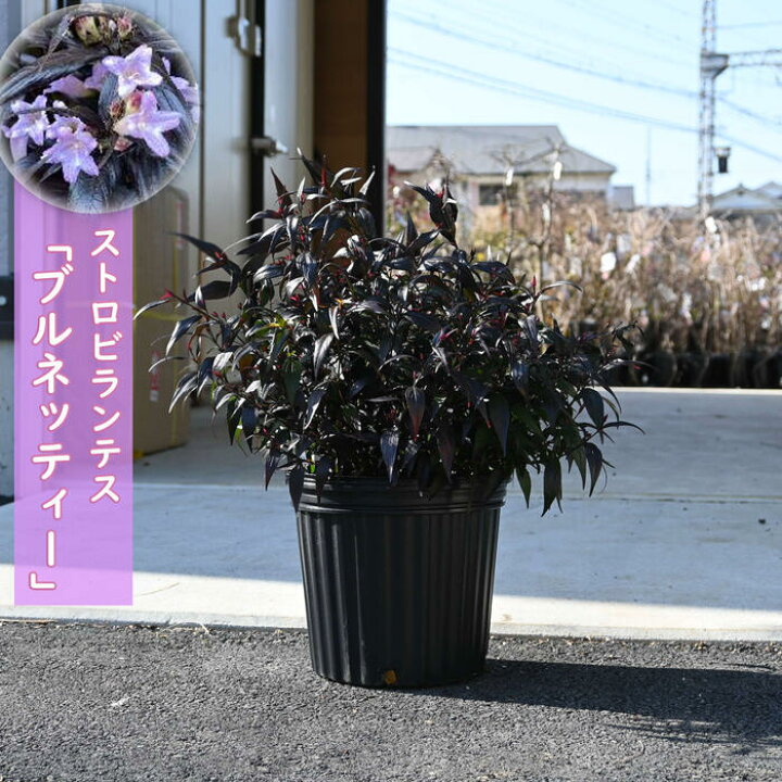 楽天市場】お庭のアクセント立派なサイズストロビランテス 