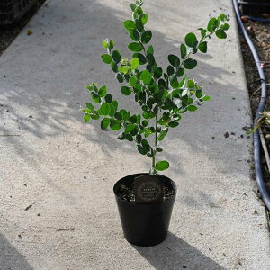 2025Np[AJVAc p[AJVA @ʖ|_[tHAc I[W[vc