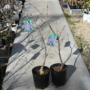 y̓Ԃ͊JԒ͂܂z2{@@c 2024NJԗ\c  ɓIYɂ͂10~N3́@tpƂȂ܂