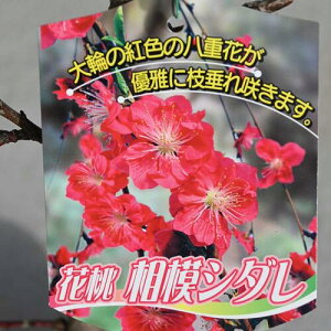 ͂꓍c2025N4Jԑ͎}꓍c@̓V_c