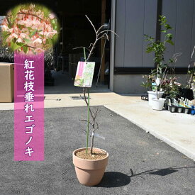 2023年NEW 紅花枝垂れエゴノキ 鉢植え テラコッタ鉢入り エゴノキ