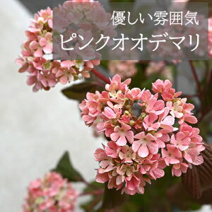 2025Ny5Jԗ\z6ȍ~͙ł̂͂łsNIIf}c؃IIf}{2024NJԕc ro[isN 6TCY 80Z`O