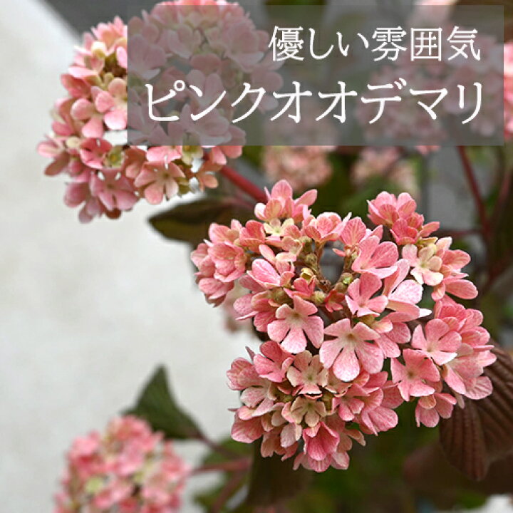 楽天市場】2026年【5月開花予定】※6月以降は剪定後でのお届けです 