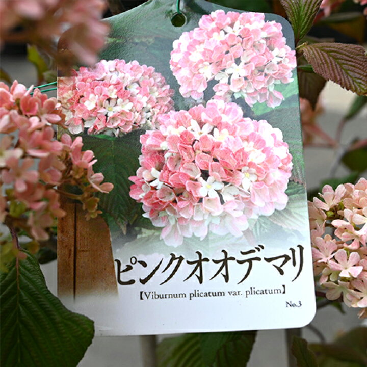 楽天市場】2026年【5月開花予定】※6月以降は剪定後でのお届けです 