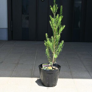 eB[c[eB[c[c@EJc@15Z`