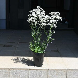 ȃ蕨 2025N5JԂݑ@hݑN@؂ԂƂĂy߂܂@ݑc