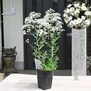 v[g2025N6Jԏhݑ |bgc T}[Xp[NX@24͔w͒Ⴂł